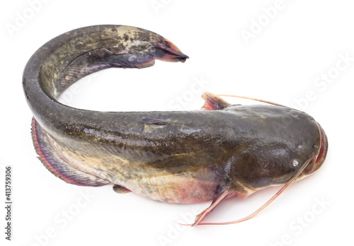 Obraz na płótnie One large river catfish.