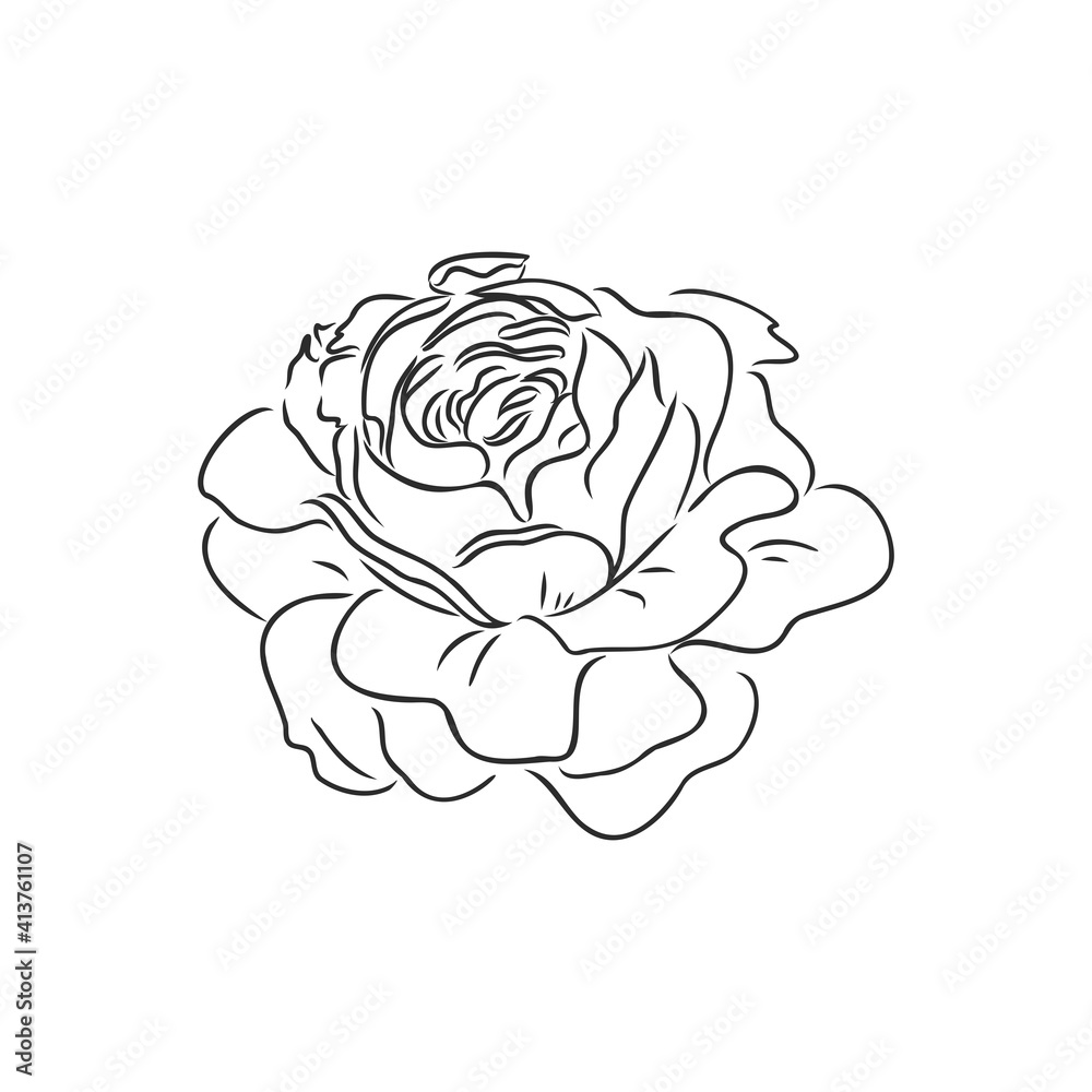 Rose sketch. Black outline on white background. Vector illustration. Rose sketch. Black outline on white background. Vector illustration.