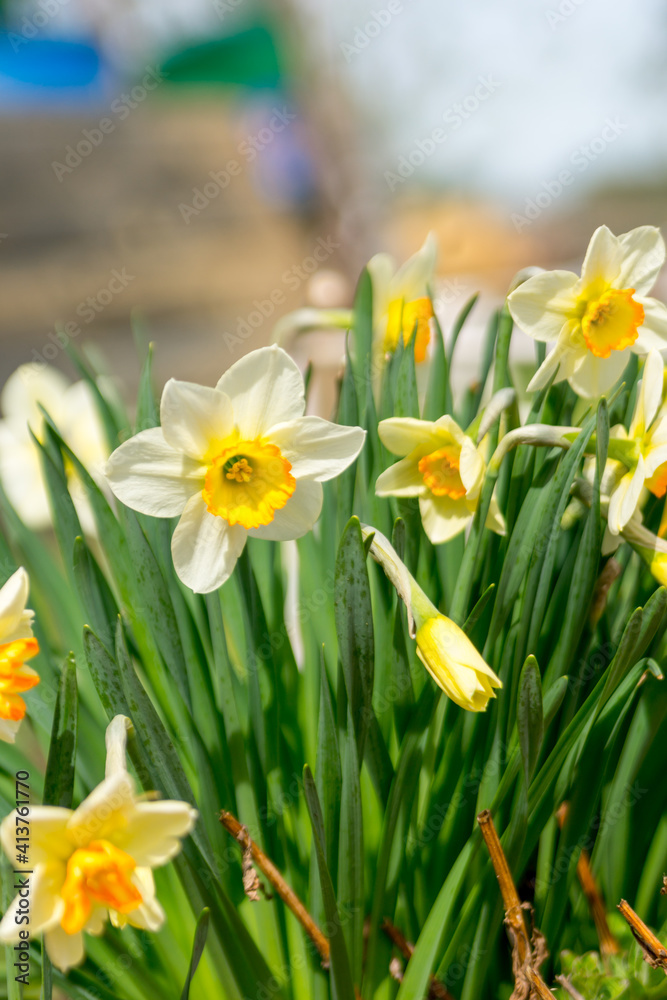 Daffodils in a sunny spring garden