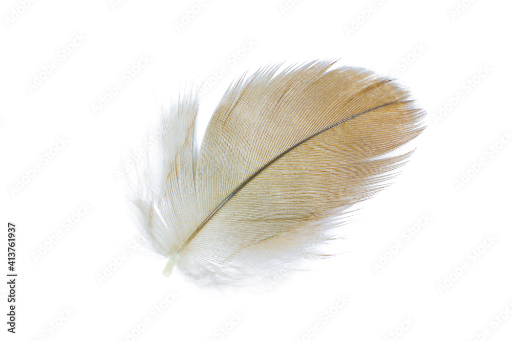 Beautiful  eagle feather isolated on white background