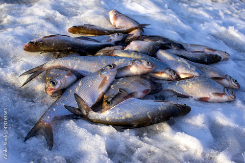 caught fish on ice. winter fishing