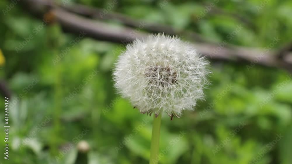 Close up view of the white dandelion flower on the meadow. White dandelion