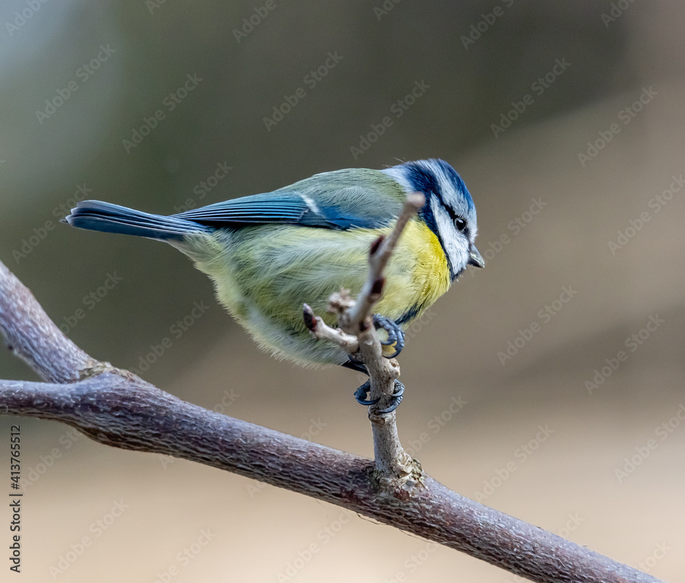Obraz premium blue tit on a branch