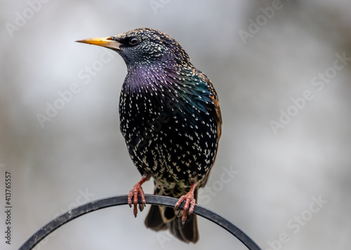 starling on a branch photo