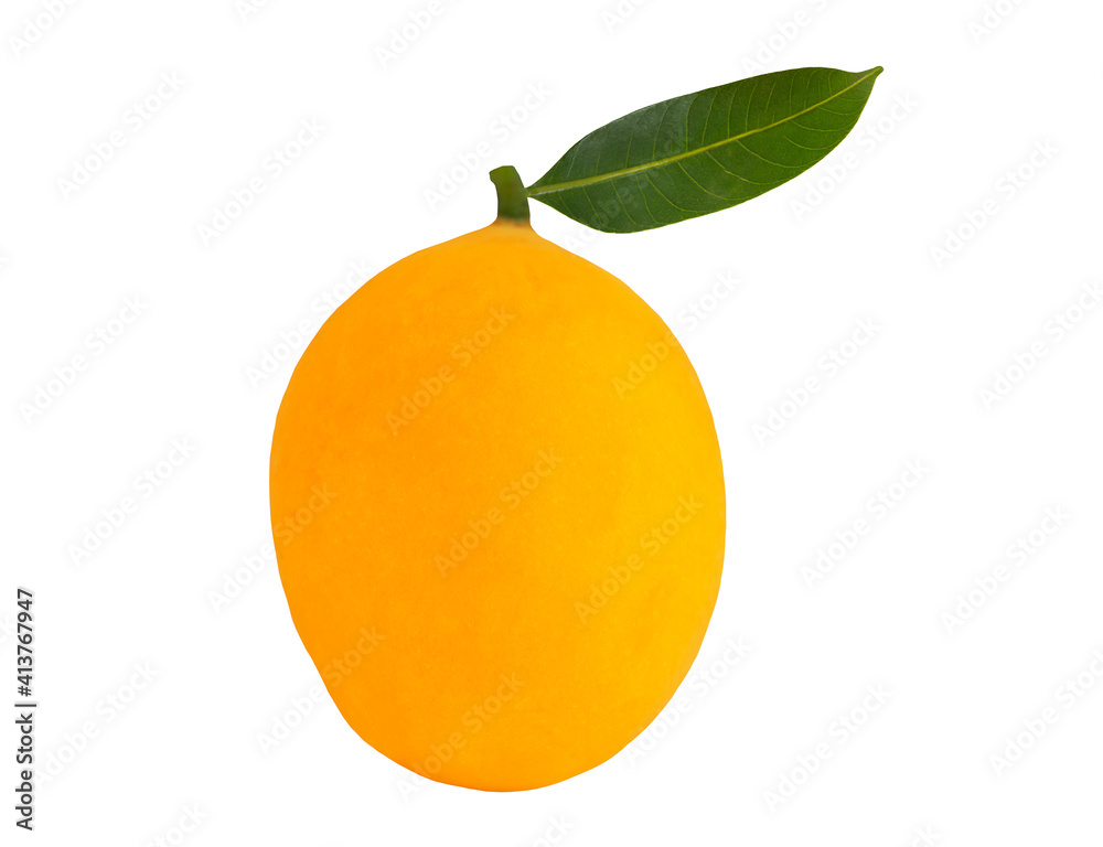 Thai fruit marian plum or plango fruit isolated on white background with clipping path Thai fruit marian plum or plango fruit isolated on white background with clipping path