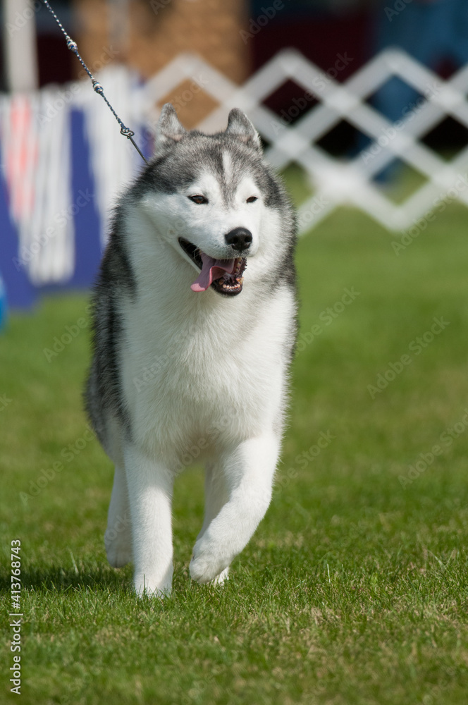 Siberian Husky with tongue out Siberian Husky with tongue out
