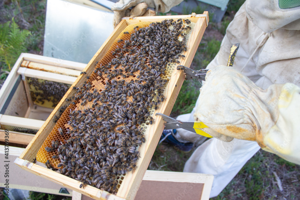 Beekeeper checking a beehive full of bees Beekeeper checking a beehive full of bees