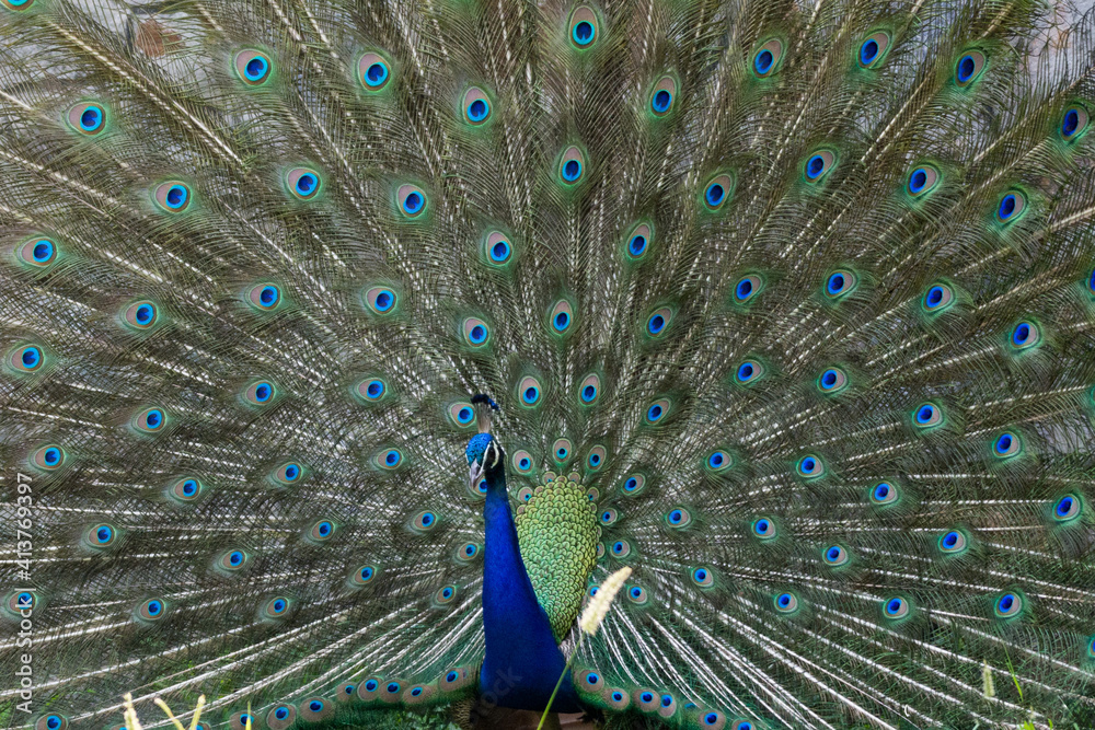 Obraz premium Indian Peacock Male, wings dancing and showing the beauty.