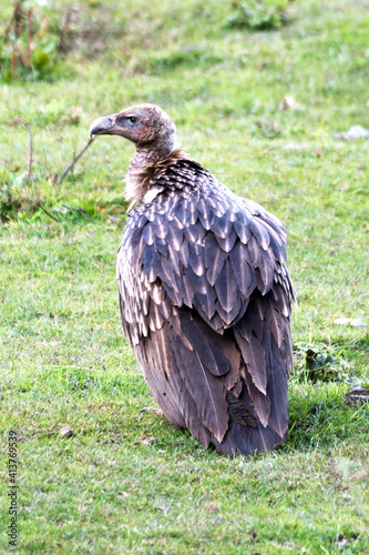 Himalayan vulture or Himalayan griffon vulture  Gyps Himalayensis  is an Old World vulture in the family Accipitridae