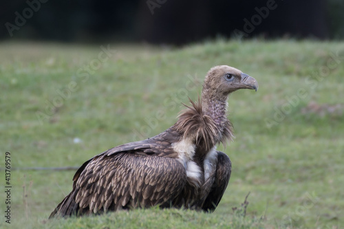 Himalayan vulture or Himalayan griffon vulture  Gyps Himalayensis  is an Old World vulture in the family Accipitridae