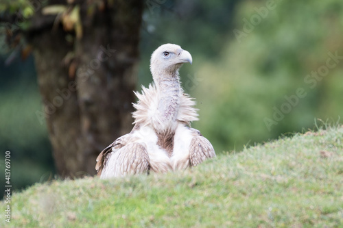 Himalayan vulture or Himalayan griffon vulture  Gyps Himalayensis  is an Old World vulture in the family Accipitridae