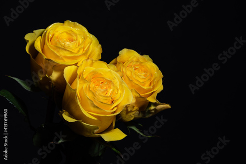 three yellow roses on a black background close-up