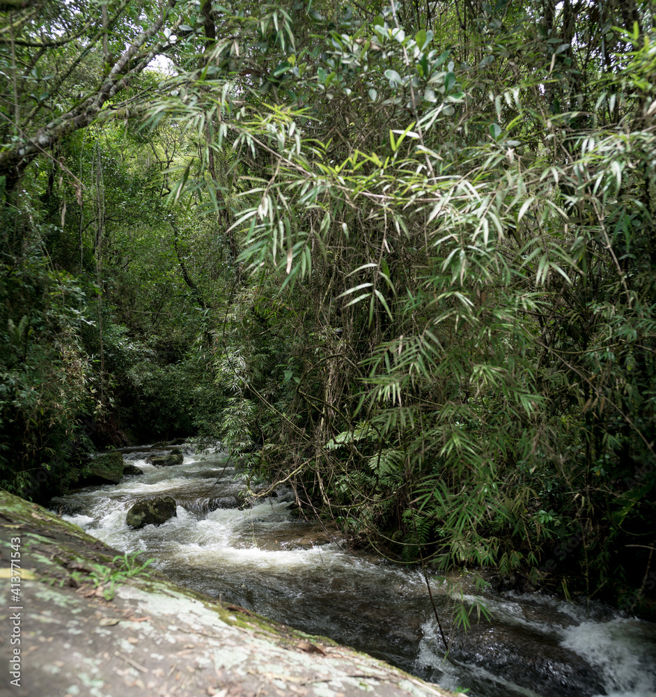 river in the forest river in the forest