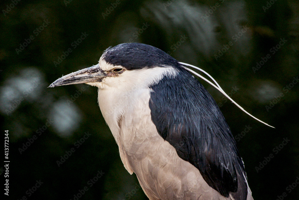 Fototapeta premium Black-crowned Night Heron