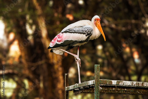 Painted Stork on One Leg