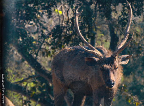 Sambar Deer in the national park