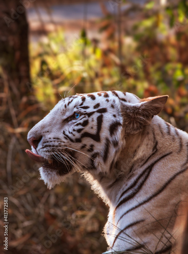 portrait of a white tiger in the forest