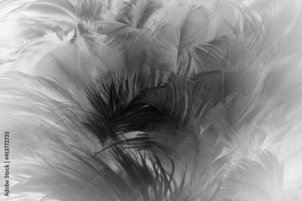 Obraz premium Beautiful dark black feather pattern texture background