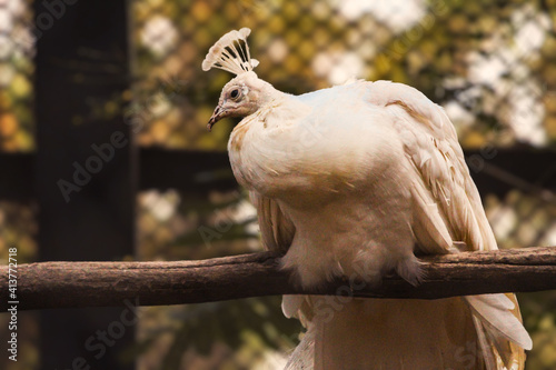 white parrot on a fence