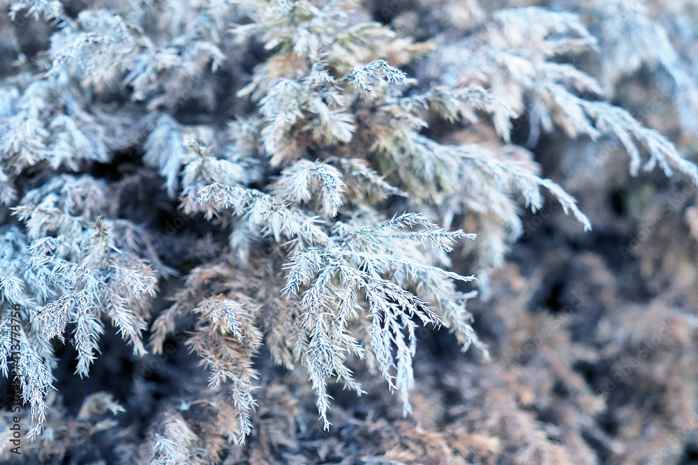 Dried frozen thuja branches, cold and destruction concept, natural background