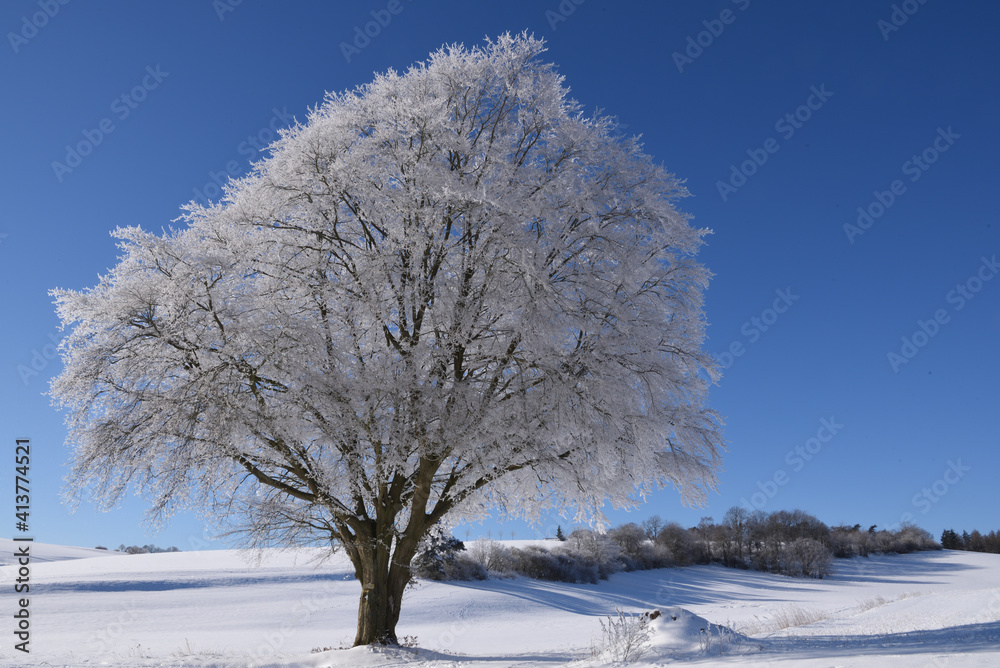 Tree covered with hoarfrost at Freienhagen, Germany