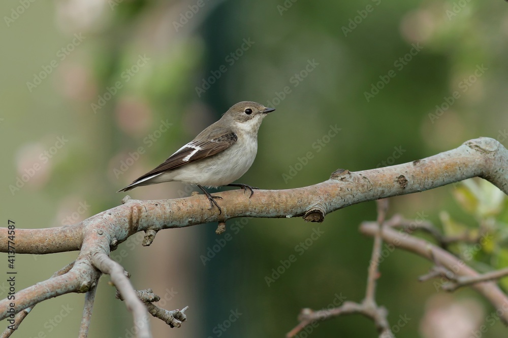 a bird on a branch a bird on a branch