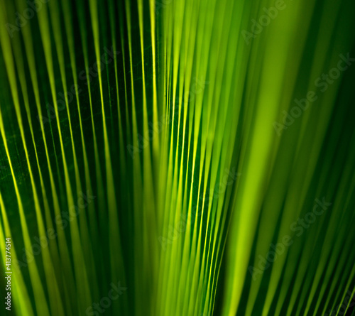 Beautiful exotic pattern of green tropical palm leaves