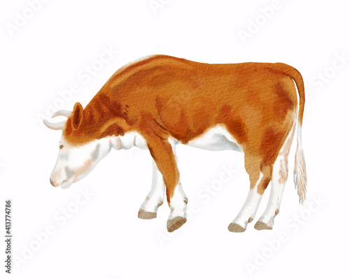 Reddish simmental cow.