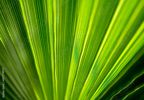 Beautiful exotic pattern of green tropical palm leaves © romaset