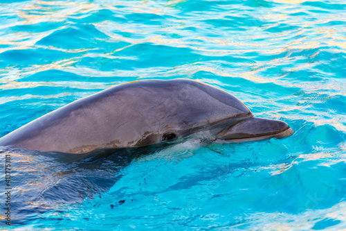 Bottlenose dolphin is in a dolphin show of a zoo