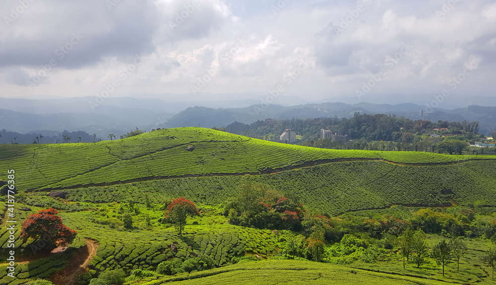 Naklejka premium Tea plantation in munnar, kerala