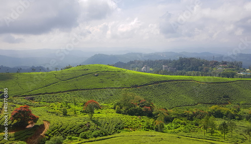 Tea plantation in munnar  kerala
