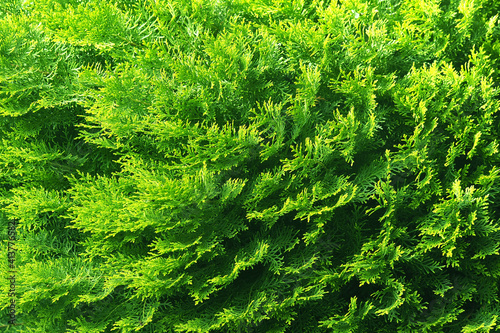 Green wall of the evergreen conifer tree thuja Platycladus. Green leaves of thuja  background pattern  texture