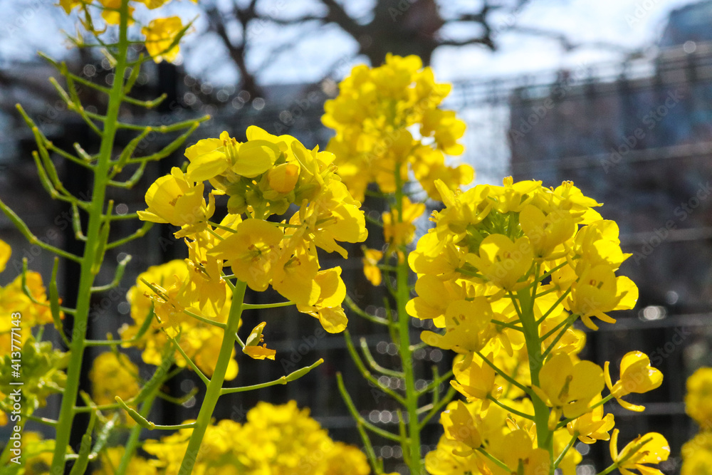 Obraz premium 菜の花 黄色 鮮やか 綺麗 美しい 春の風景 優美 かわいい パステル 満開