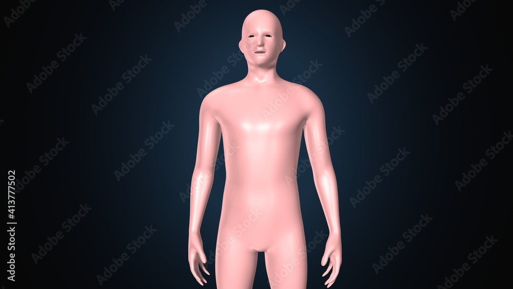 Fototapeta premium 3d render of human body male anatomy.