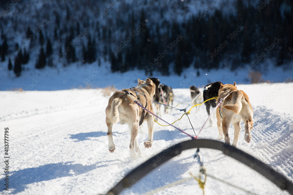 Rear view of sled dogs pulling sleigh on snow covered landscape Rear view of sled dogs pulling sleigh on snow covered landscape