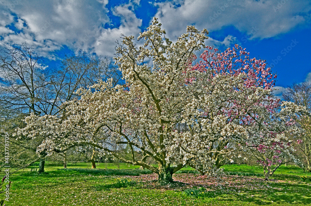 A spring view of a Magnolia 'Kewensis' tree