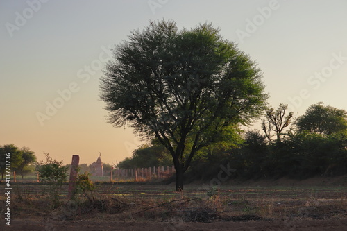 Canvas Print babul tree in the garden farm , india