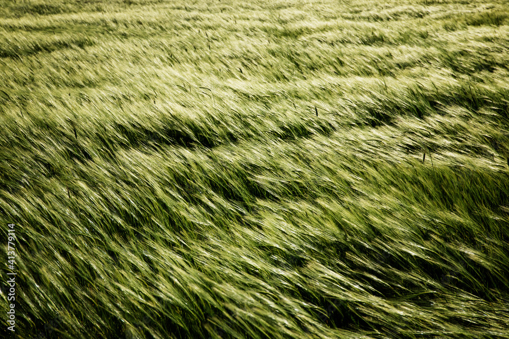 Overhead view of grass swaying on field Overhead view of grass swaying on field