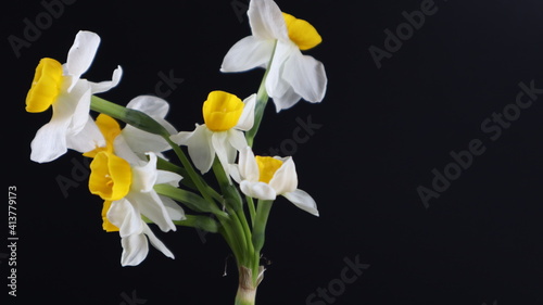 Beautiful daffodil Flower isolated on dark Background. Close up. Flower Photography