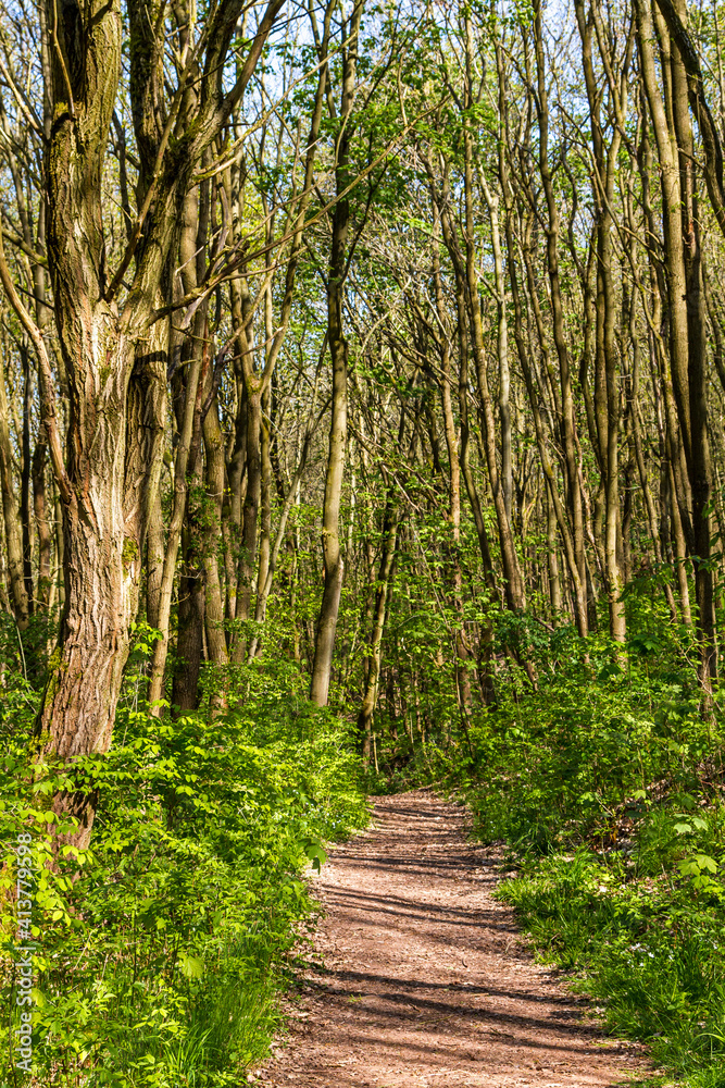 Obraz premium Karstwanderweg im Harz