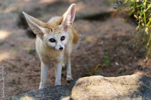 Fennec fox Vulpes zerda. Wild life animal.
