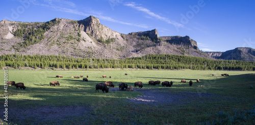 Herd of bisons
