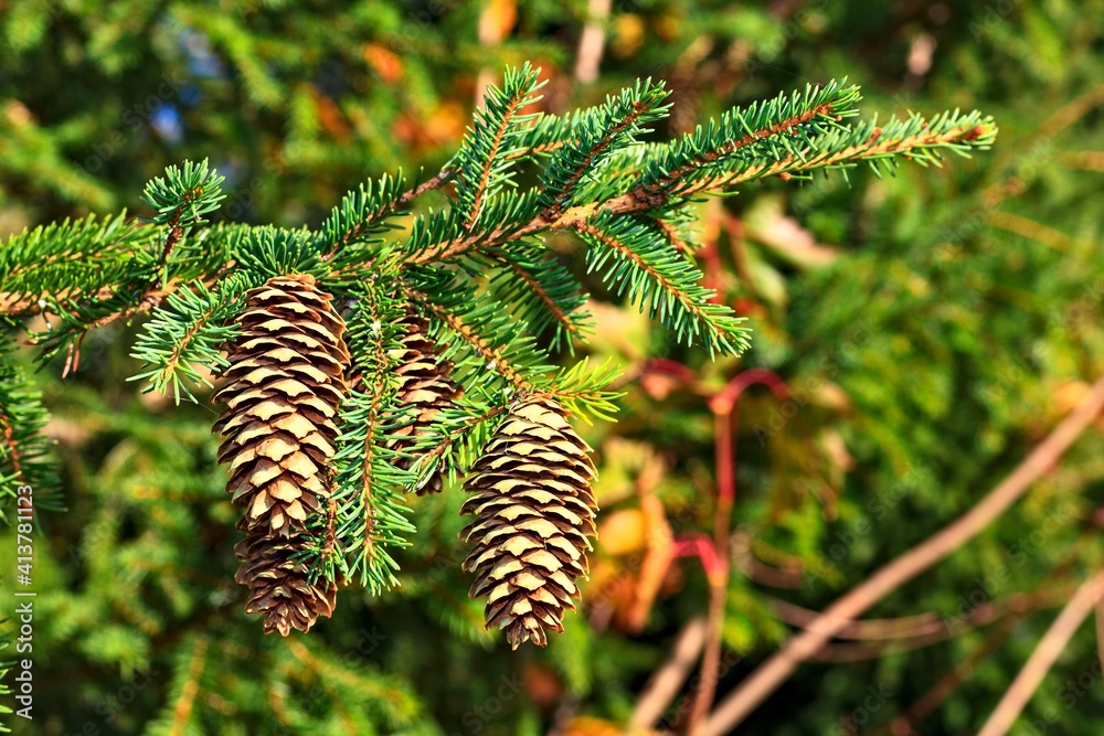 Cones On The Branch