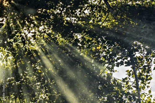 Forest in the mist
