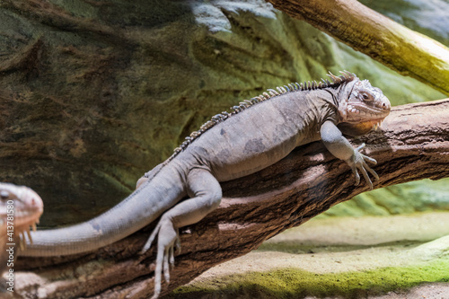 Large gray iguana sitting on a tree branch