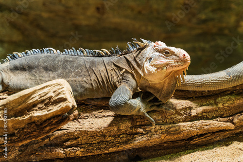 Large gray iguana sitting on a tree branch