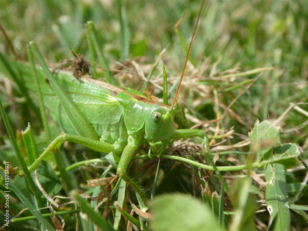 grüner Grashüpfer sitzt im Gras, meister der Tarnung grüner Grashüpfer sitzt im Gras, meister der Tarnung