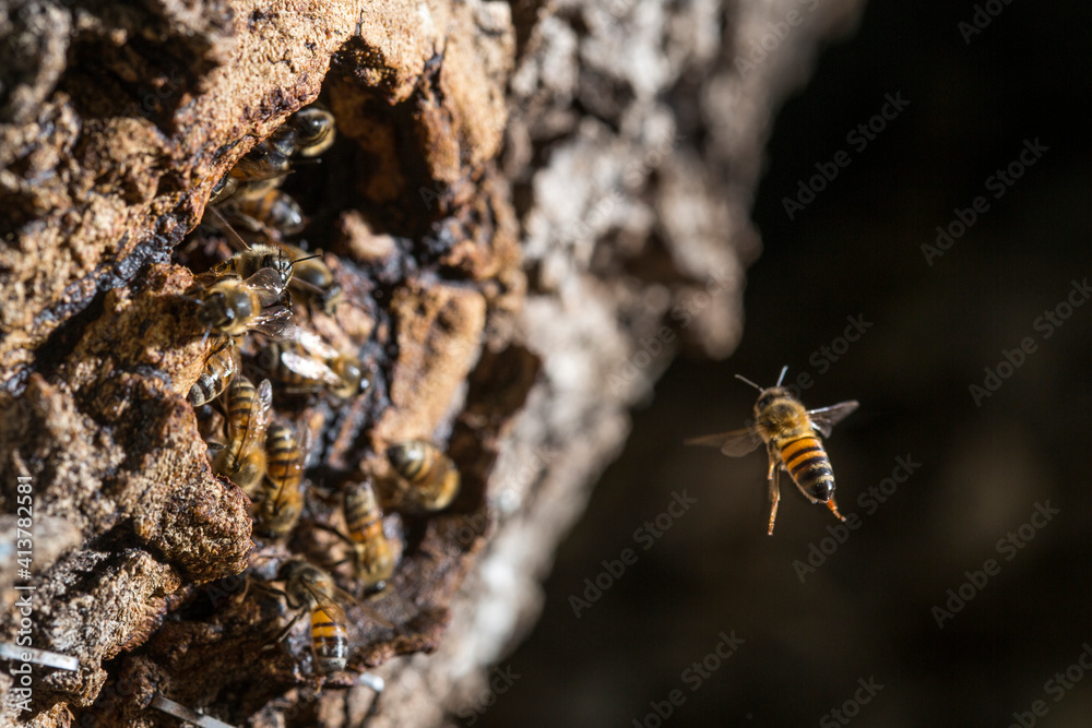 Close-up of honey bee flying towards swarm in tree trunk Close-up of honey bee flying towards swarm in tree trunk