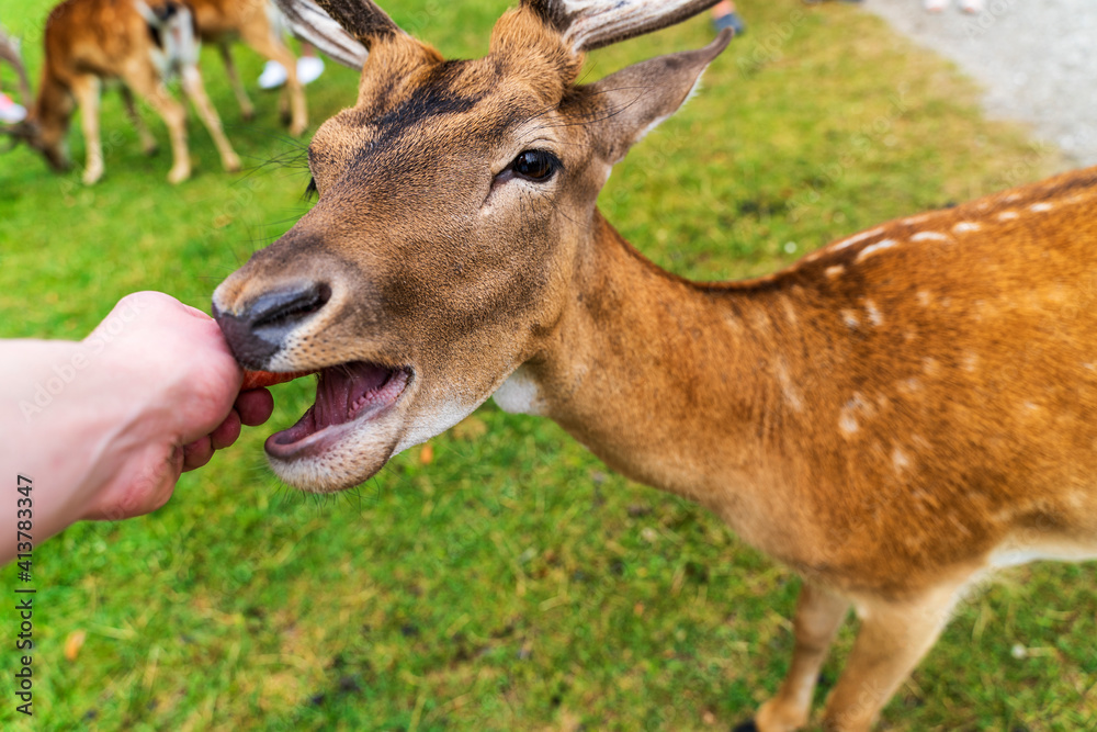 Deer eats carrot from human hand on green meadow